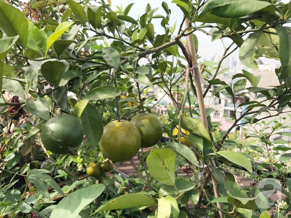 Khu vườn trên sân thượng rộng tới 200m² bạt ngàn rau quả sạch của nữ doanh nhân Sài Thành - Ảnh 12. Khu vườn trên sân thượng rộng tới 200m² bạt ngàn rau quả sạch của nữ doanh nhân Sài Thành - Ảnh 12.