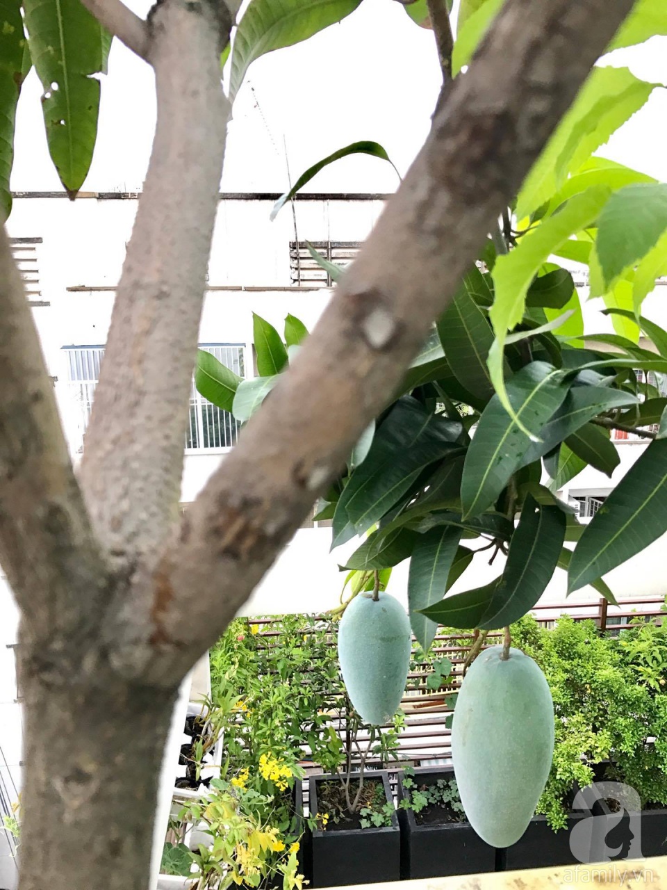 Khu vườn trên sân thượng rộng tới 200m² bạt ngàn rau quả sạch của nữ doanh nhân Sài Thành - Ảnh 13. Khu vườn trên sân thượng rộng tới 200m² bạt ngàn rau quả sạch của nữ doanh nhân Sài Thành - Ảnh 13.