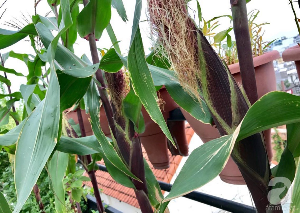 Khu vườn trên sân thượng rộng tới 200m² bạt ngàn rau quả sạch của nữ doanh nhân Sài Thành - Ảnh 16. Khu vườn trên sân thượng rộng tới 200m² bạt ngàn rau quả sạch của nữ doanh nhân Sài Thành - Ảnh 16.