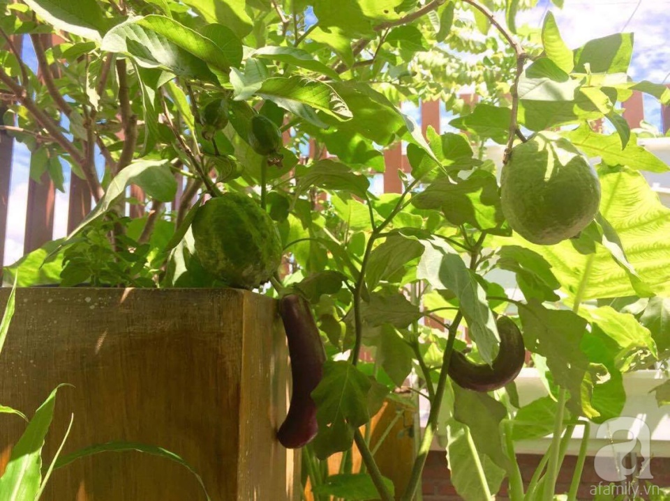 Khu vườn trên sân thượng rộng tới 200m² bạt ngàn rau quả sạch của nữ doanh nhân Sài Thành - Ảnh 18. Khu vườn trên sân thượng rộng tới 200m² bạt ngàn rau quả sạch của nữ doanh nhân Sài Thành - Ảnh 18.