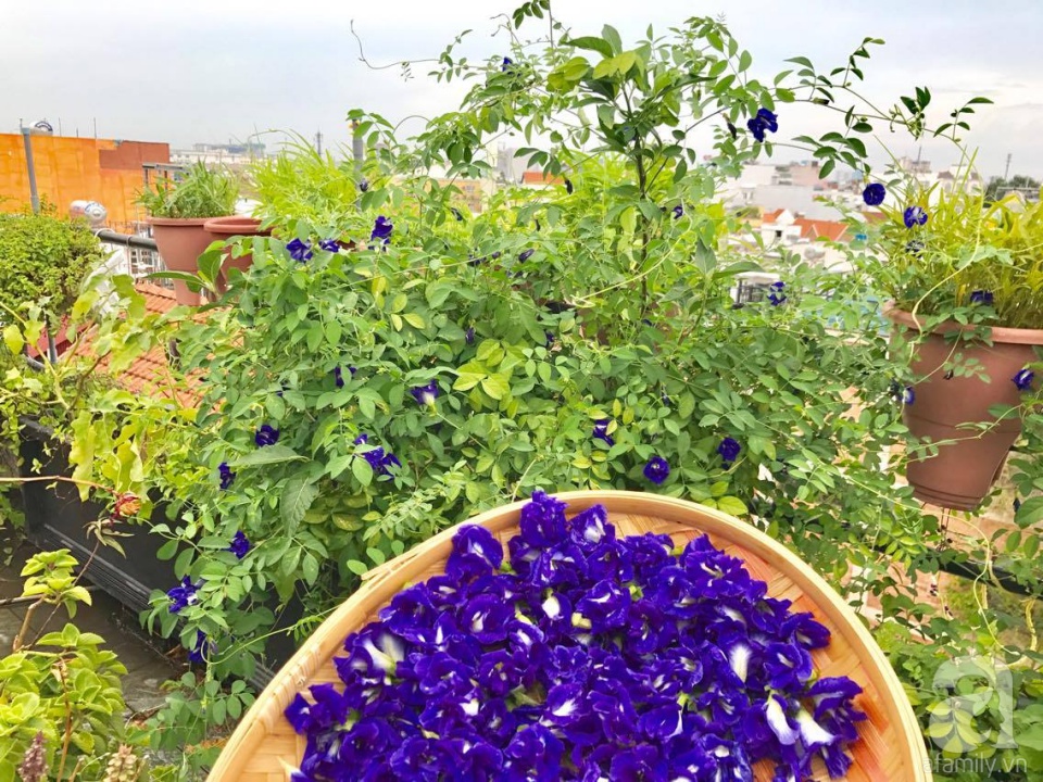 Khu vườn trên sân thượng rộng tới 200m² bạt ngàn rau quả sạch của nữ doanh nhân Sài Thành - Ảnh 21. Khu vườn trên sân thượng rộng tới 200m² bạt ngàn rau quả sạch của nữ doanh nhân Sài Thành - Ảnh 21.