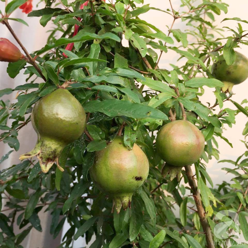 Khu vườn trên sân thượng rộng tới 200m² bạt ngàn rau quả sạch của nữ doanh nhân Sài Thành - Ảnh 22. Khu vườn trên sân thượng rộng tới 200m² bạt ngàn rau quả sạch của nữ doanh nhân Sài Thành - Ảnh 22.