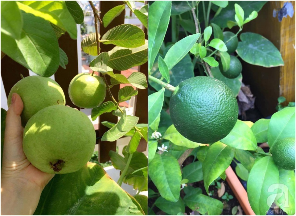 Khu vườn trên sân thượng rộng tới 200m² bạt ngàn rau quả sạch của nữ doanh nhân Sài Thành - Ảnh 24. Khu vườn trên sân thượng rộng tới 200m² bạt ngàn rau quả sạch của nữ doanh nhân Sài Thành - Ảnh 24.