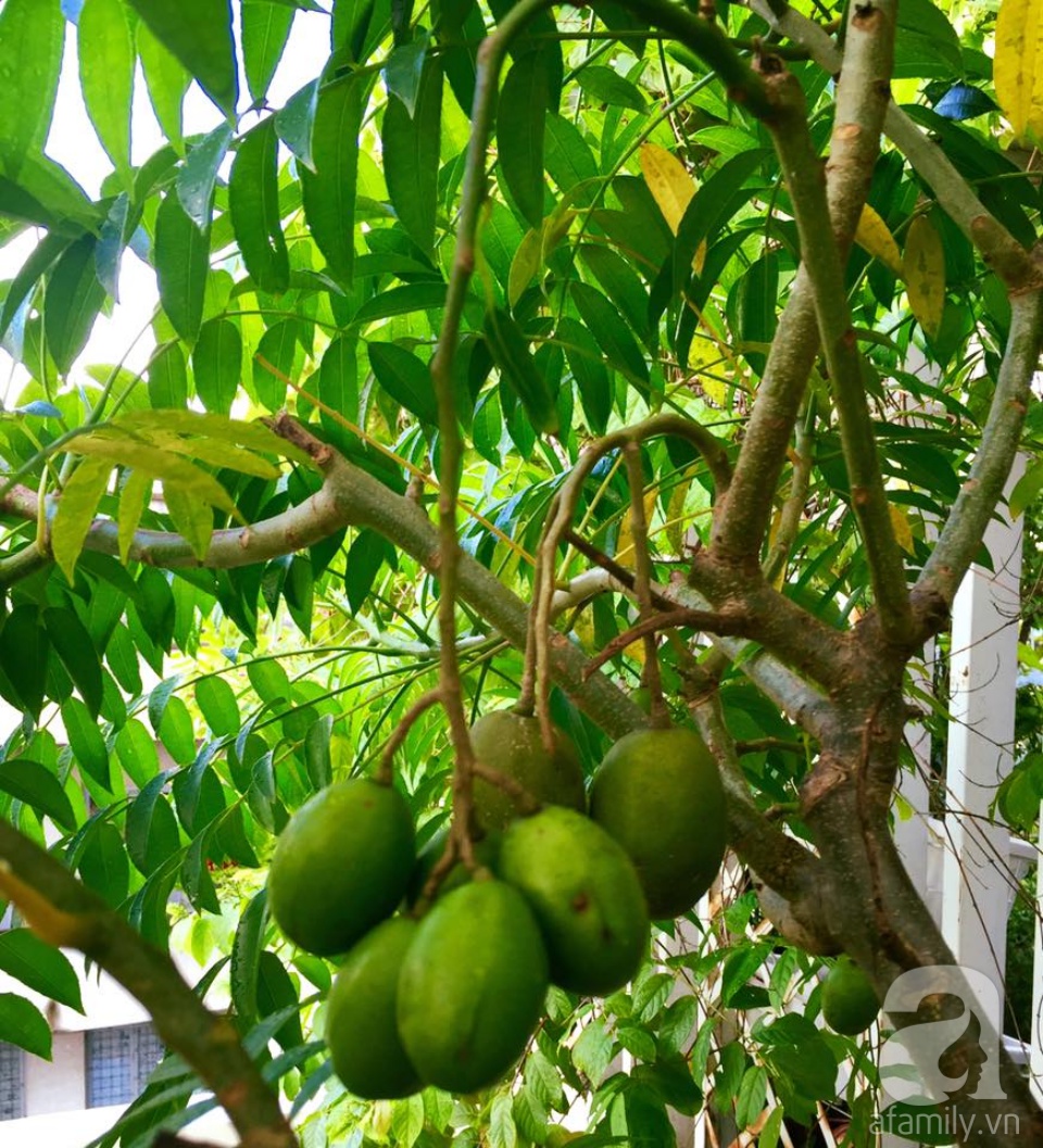 Khu vườn trên sân thượng rộng tới 200m² bạt ngàn rau quả sạch của nữ doanh nhân Sài Thành - Ảnh 25. Khu vườn trên sân thượng rộng tới 200m² bạt ngàn rau quả sạch của nữ doanh nhân Sài Thành - Ảnh 25.