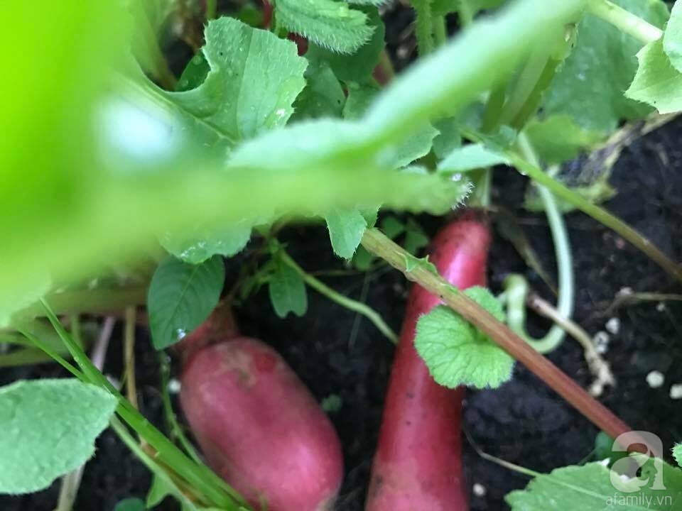 Khu vườn trên sân thượng rộng tới 200m² bạt ngàn rau quả sạch của nữ doanh nhân Sài Thành - Ảnh 26. Khu vườn trên sân thượng rộng tới 200m² bạt ngàn rau quả sạch của nữ doanh nhân Sài Thành - Ảnh 26.