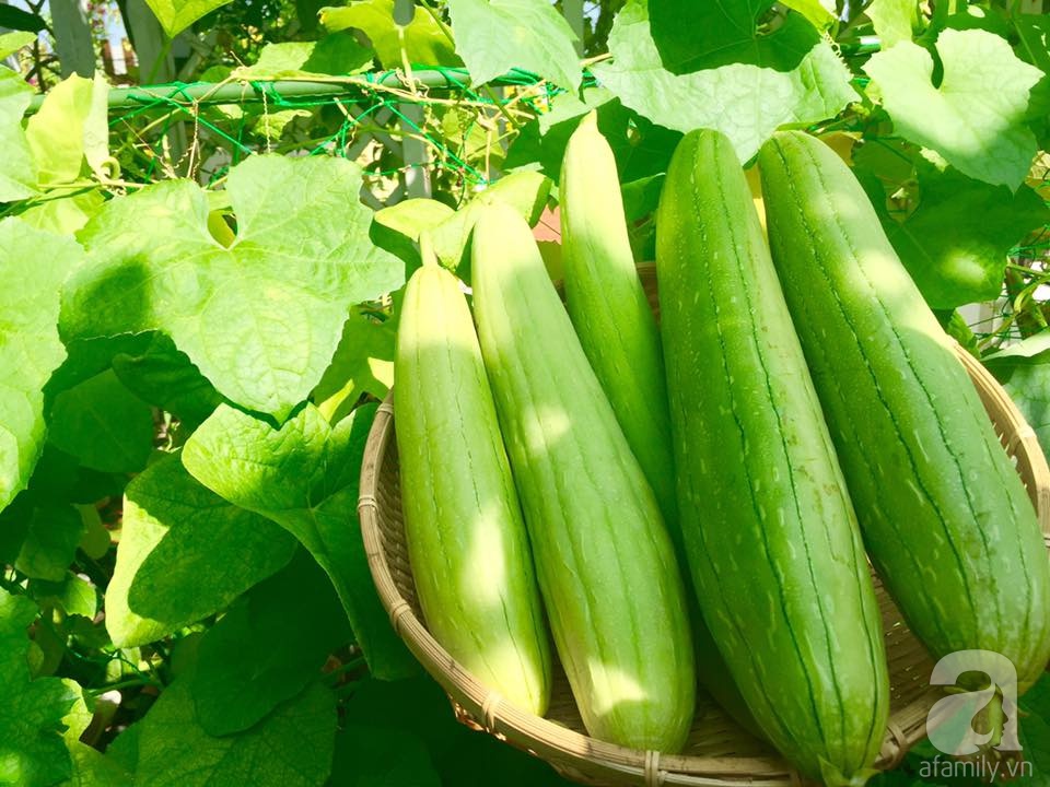 Khu vườn trên sân thượng rộng tới 200m² bạt ngàn rau quả sạch của nữ doanh nhân Sài Thành - Ảnh 27. Khu vườn trên sân thượng rộng tới 200m² bạt ngàn rau quả sạch của nữ doanh nhân Sài Thành - Ảnh 27.