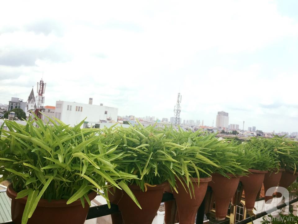 Khu vườn trên sân thượng rộng tới 200m² bạt ngàn rau quả sạch của nữ doanh nhân Sài Thành - Ảnh 29. Khu vườn trên sân thượng rộng tới 200m² bạt ngàn rau quả sạch của nữ doanh nhân Sài Thành - Ảnh 29.