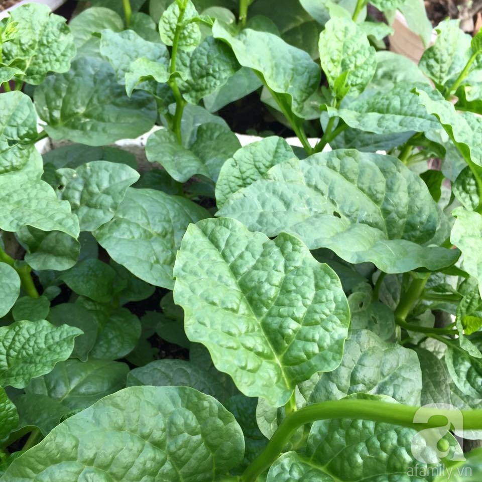 Khu vườn trên sân thượng rộng tới 200m² bạt ngàn rau quả sạch của nữ doanh nhân Sài Thành - Ảnh 30. Khu vườn trên sân thượng rộng tới 200m² bạt ngàn rau quả sạch của nữ doanh nhân Sài Thành - Ảnh 30.