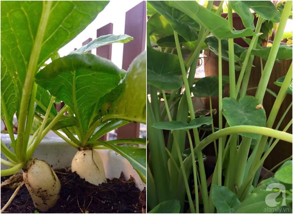 Khu vườn trên sân thượng rộng tới 200m² bạt ngàn rau quả sạch của nữ doanh nhân Sài Thành - Ảnh 31. Khu vườn trên sân thượng rộng tới 200m² bạt ngàn rau quả sạch của nữ doanh nhân Sài Thành - Ảnh 31.