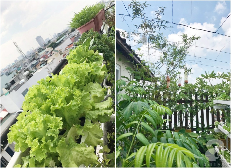 Khu vườn trên sân thượng rộng tới 200m² bạt ngàn rau quả sạch của nữ doanh nhân Sài Thành - Ảnh 32. Khu vườn trên sân thượng rộng tới 200m² bạt ngàn rau quả sạch của nữ doanh nhân Sài Thành - Ảnh 32.