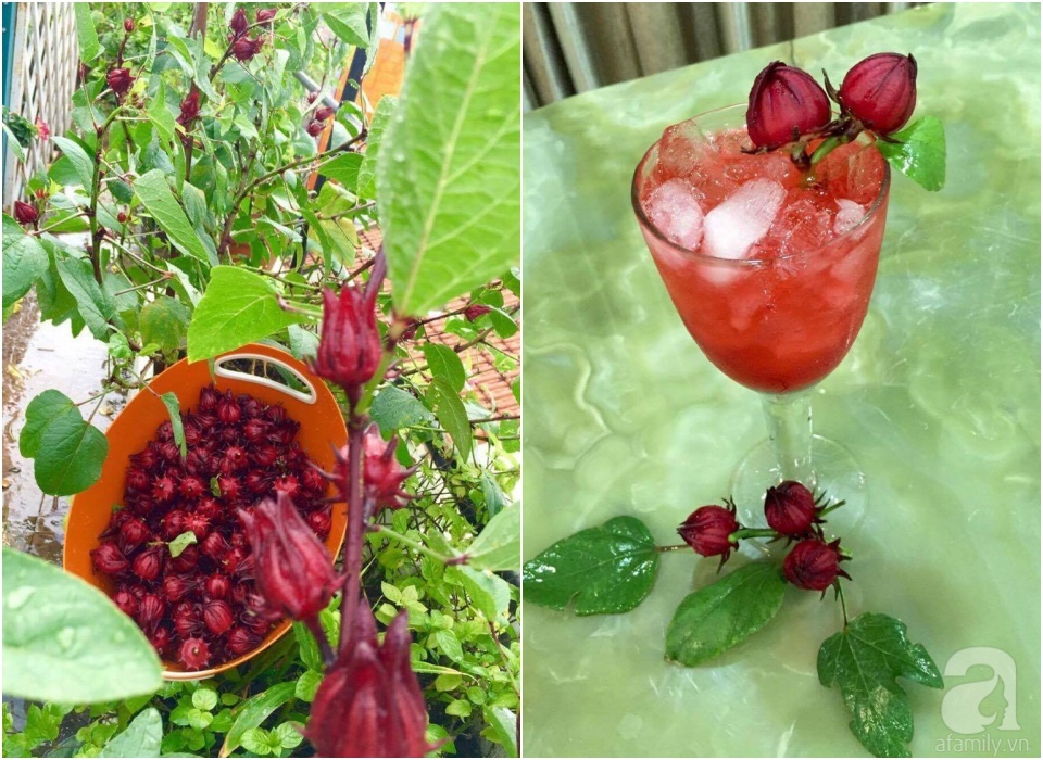 Khu vườn trên sân thượng rộng tới 200m² bạt ngàn rau quả sạch của nữ doanh nhân Sài Thành - Ảnh 34. Khu vườn trên sân thượng rộng tới 200m² bạt ngàn rau quả sạch của nữ doanh nhân Sài Thành - Ảnh 34.