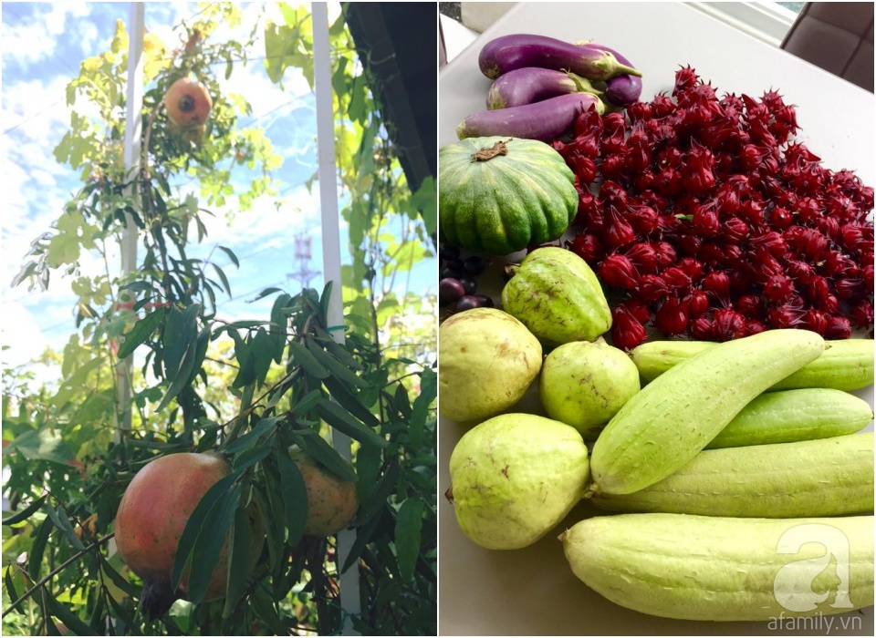 Khu vườn trên sân thượng rộng tới 200m² bạt ngàn rau quả sạch của nữ doanh nhân Sài Thành - Ảnh 35. Khu vườn trên sân thượng rộng tới 200m² bạt ngàn rau quả sạch của nữ doanh nhân Sài Thành - Ảnh 35.