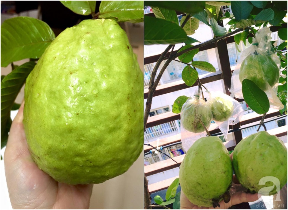 Khu vườn trên sân thượng rộng tới 200m² bạt ngàn rau quả sạch của nữ doanh nhân Sài Thành - Ảnh 36. Khu vườn trên sân thượng rộng tới 200m² bạt ngàn rau quả sạch của nữ doanh nhân Sài Thành - Ảnh 36.