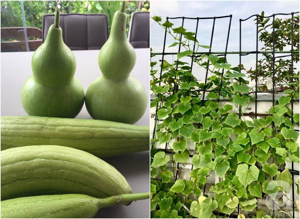 Khu vườn trên sân thượng rộng tới 200m² bạt ngàn rau quả sạch của nữ doanh nhân Sài Thành - Ảnh 37. Khu vườn trên sân thượng rộng tới 200m² bạt ngàn rau quả sạch của nữ doanh nhân Sài Thành - Ảnh 37.