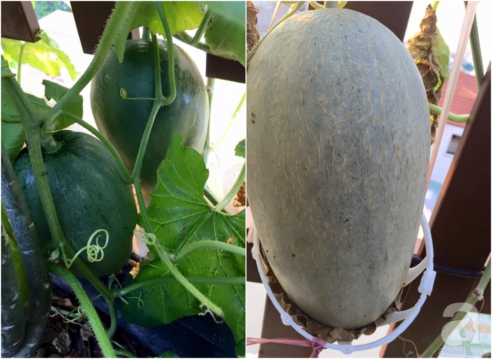 Khu vườn trên sân thượng rộng tới 200m² bạt ngàn rau quả sạch của nữ doanh nhân Sài Thành - Ảnh 39. Khu vườn trên sân thượng rộng tới 200m² bạt ngàn rau quả sạch của nữ doanh nhân Sài Thành - Ảnh 39.