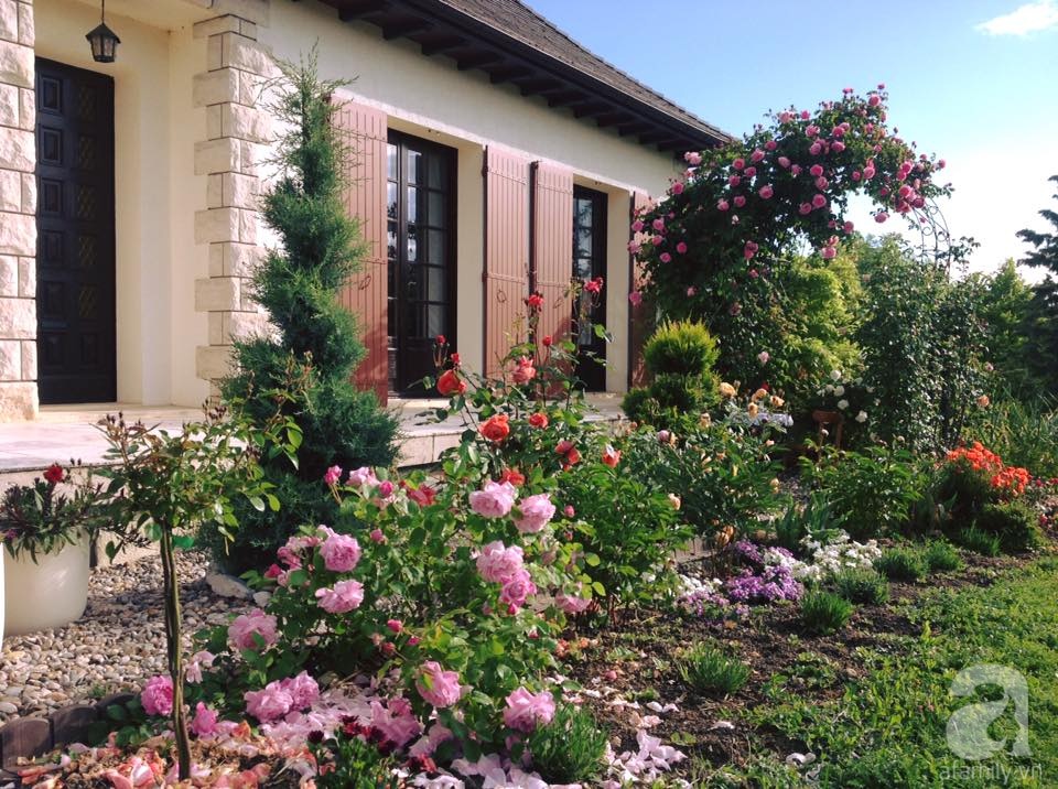 Khu vườn hoa hồng rộng hơn 1 hecta đẹp như cổ tích của người phụ nữ sinh ra ở chốn ngàn hoa - Ảnh 5. Khu vườn hoa hồng rộng hơn 1 hecta đẹp như cổ tích của người phụ nữ sinh ra ở chốn ngàn hoa - Ảnh 5.