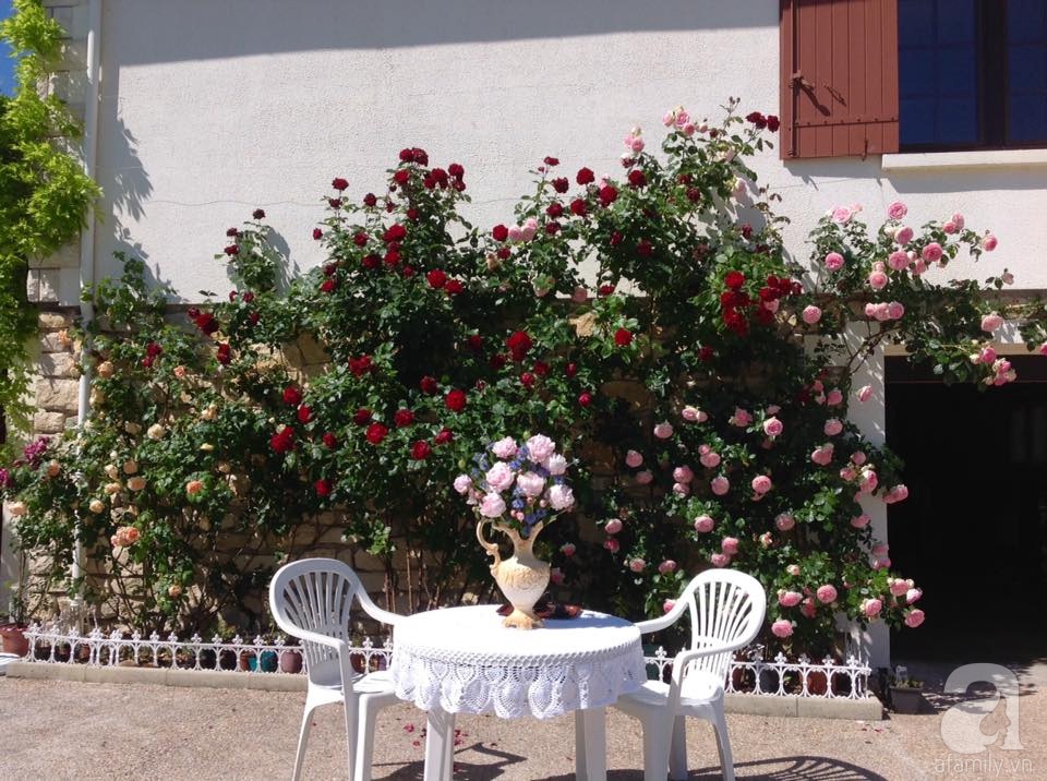 Khu vườn hoa hồng rộng hơn 1 hecta đẹp như cổ tích của người phụ nữ sinh ra ở chốn ngàn hoa - Ảnh 7. Khu vườn hoa hồng rộng hơn 1 hecta đẹp như cổ tích của người phụ nữ sinh ra ở chốn ngàn hoa - Ảnh 7.