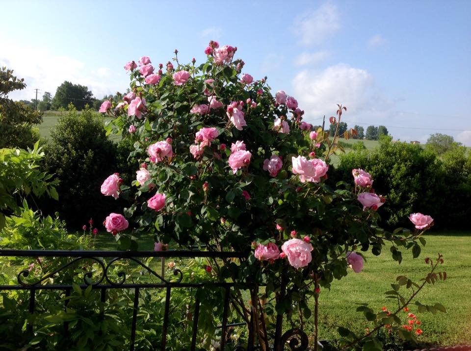 Khu vườn hoa hồng rộng hơn 1 hecta đẹp như cổ tích của người phụ nữ sinh ra ở chốn ngàn hoa - Ảnh 11. Khu vườn hoa hồng rộng hơn 1 hecta đẹp như cổ tích của người phụ nữ sinh ra ở chốn ngàn hoa - Ảnh 11.