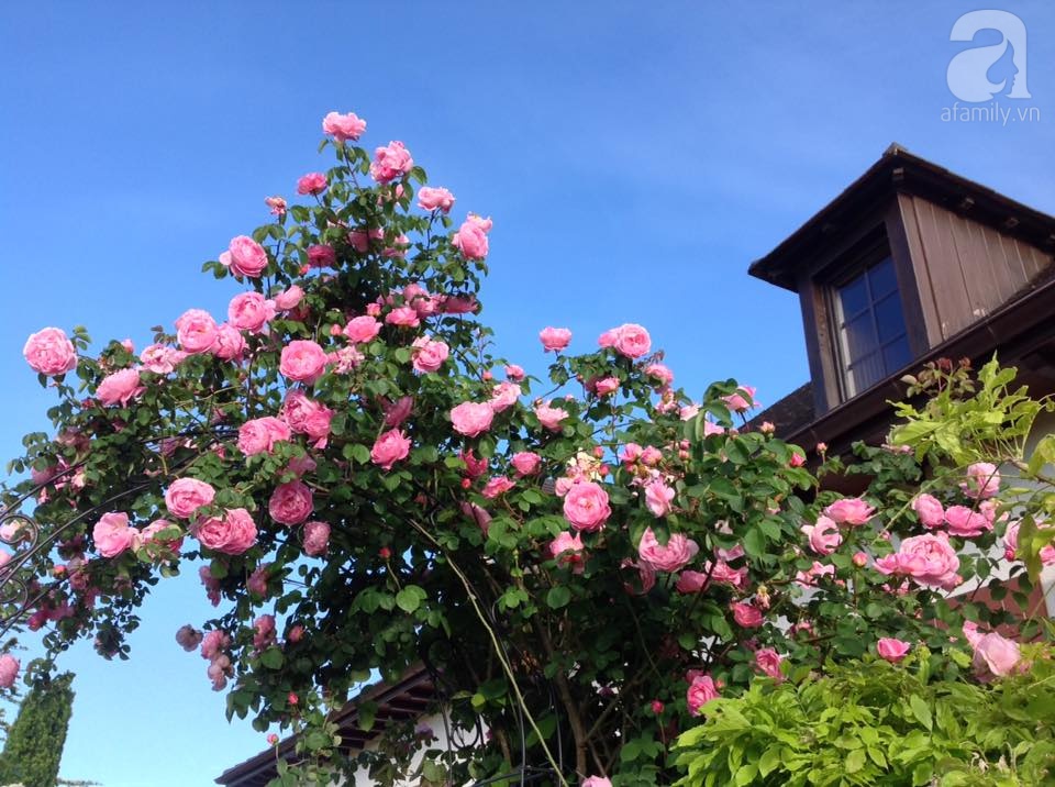 Khu vườn hoa hồng rộng hơn 1 hecta đẹp như cổ tích của người phụ nữ sinh ra ở chốn ngàn hoa - Ảnh 12. Khu vườn hoa hồng rộng hơn 1 hecta đẹp như cổ tích của người phụ nữ sinh ra ở chốn ngàn hoa - Ảnh 12.
