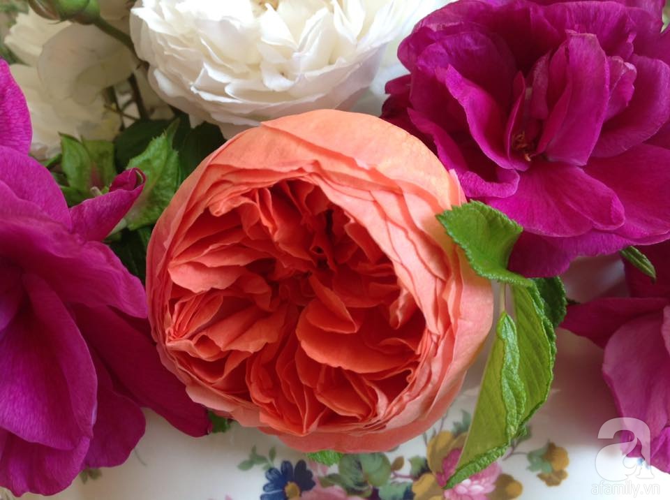 Khu vườn hoa hồng rộng hơn 1 hecta đẹp như cổ tích của người phụ nữ sinh ra ở chốn ngàn hoa - Ảnh 24. Khu vườn hoa hồng rộng hơn 1 hecta đẹp như cổ tích của người phụ nữ sinh ra ở chốn ngàn hoa - Ảnh 24.