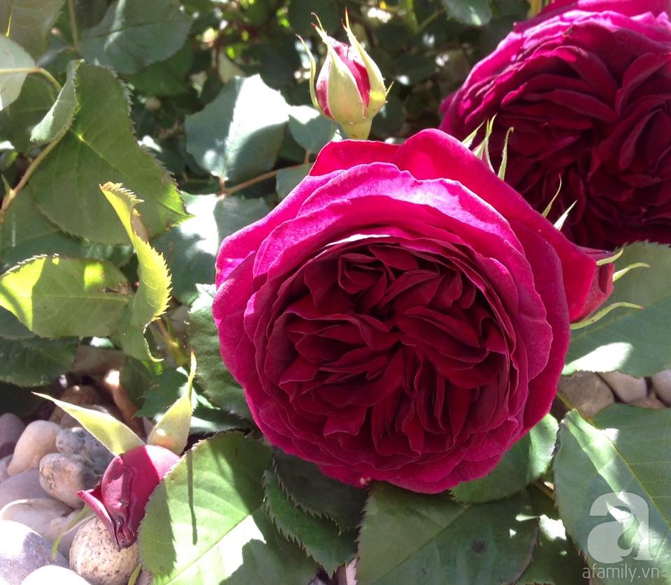 Khu vườn hoa hồng rộng hơn 1 hecta đẹp như cổ tích của người phụ nữ sinh ra ở chốn ngàn hoa - Ảnh 25. Khu vườn hoa hồng rộng hơn 1 hecta đẹp như cổ tích của người phụ nữ sinh ra ở chốn ngàn hoa - Ảnh 25.