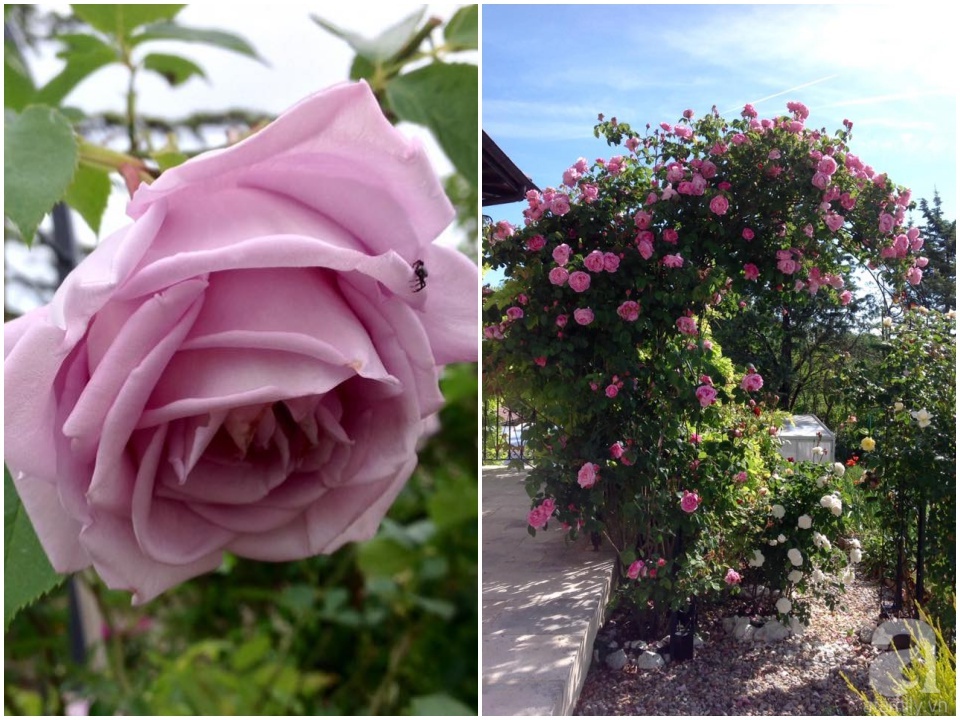 Khu vườn hoa hồng rộng hơn 1 hecta đẹp như cổ tích của người phụ nữ sinh ra ở chốn ngàn hoa - Ảnh 26. Khu vườn hoa hồng rộng hơn 1 hecta đẹp như cổ tích của người phụ nữ sinh ra ở chốn ngàn hoa - Ảnh 26.