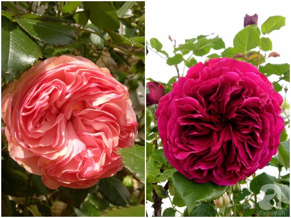 Khu vườn hoa hồng rộng hơn 1 hecta đẹp như cổ tích của người phụ nữ sinh ra ở chốn ngàn hoa - Ảnh 27. Khu vườn hoa hồng rộng hơn 1 hecta đẹp như cổ tích của người phụ nữ sinh ra ở chốn ngàn hoa - Ảnh 27.