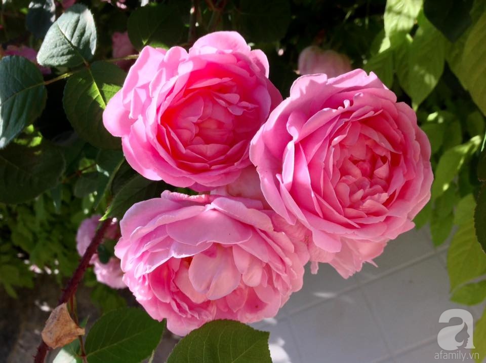 Khu vườn hoa hồng rộng hơn 1 hecta đẹp như cổ tích của người phụ nữ sinh ra ở chốn ngàn hoa - Ảnh 30. Khu vườn hoa hồng rộng hơn 1 hecta đẹp như cổ tích của người phụ nữ sinh ra ở chốn ngàn hoa - Ảnh 30.