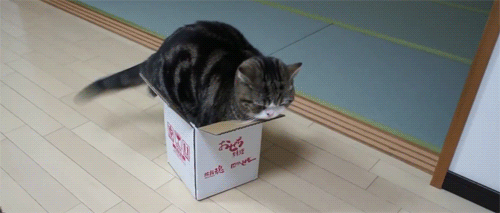 Vì sao những con mèo thường thích chui vào hộp? Thì ra đây là nguyên nhân! - Ảnh 2.