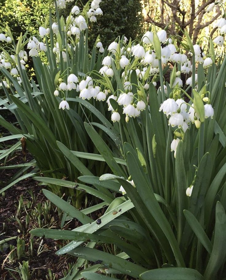 Nghệ thuật làm vườn đỉnh cao của nữ đầu bếp giàu nhất thế giới - Ảnh 16. Nghệ thuật làm vườn đỉnh cao của nữ đầu bếp giàu nhất thế giới - Ảnh 16.