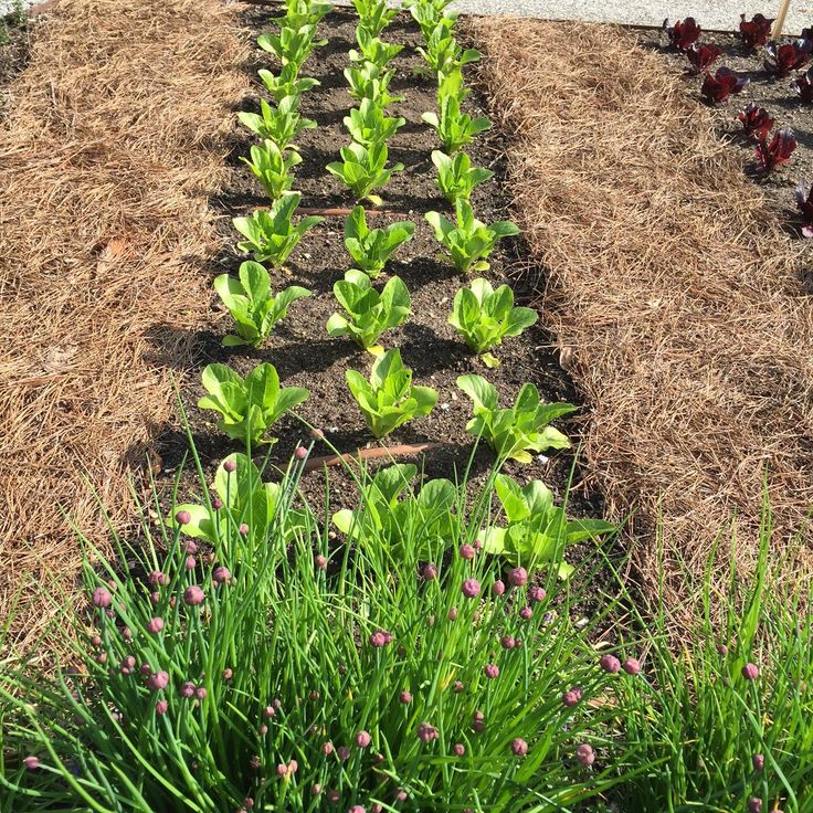 Nghệ thuật làm vườn đỉnh cao của nữ đầu bếp giàu nhất thế giới - Ảnh 21. Nghệ thuật làm vườn đỉnh cao của nữ đầu bếp giàu nhất thế giới - Ảnh 21.