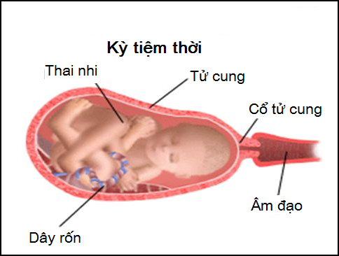 Tường tận ba giai đoạn của quá trình sinh nở tự nhiên mẹ bầu cần biết - Ảnh 3.