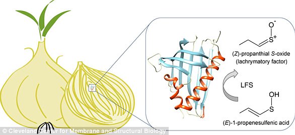 Cuối cùng cũng có lời giải cho thắc mắc tại sao cắt hành khiến bạn chảy nước mắt - Ảnh 5.