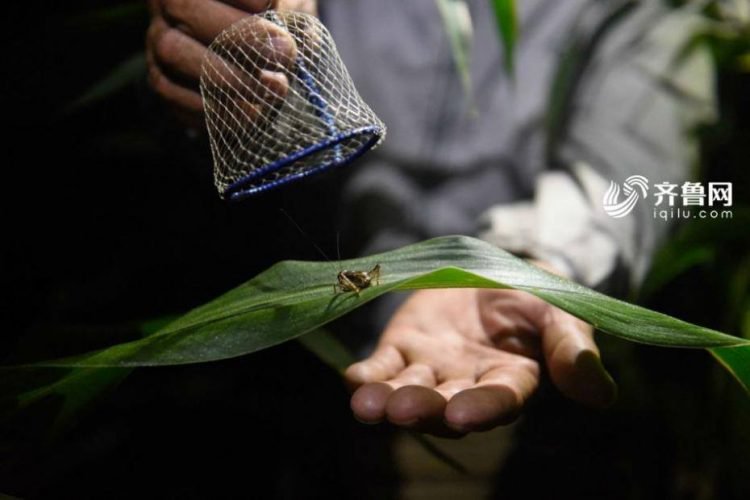 Thị trấn duy nhất trên thế giới những con dế còn đắt hơn vàng - Ảnh 1. Thị trấn duy nhất trên thế giới những con dế còn đắt hơn vàng - Ảnh 1.