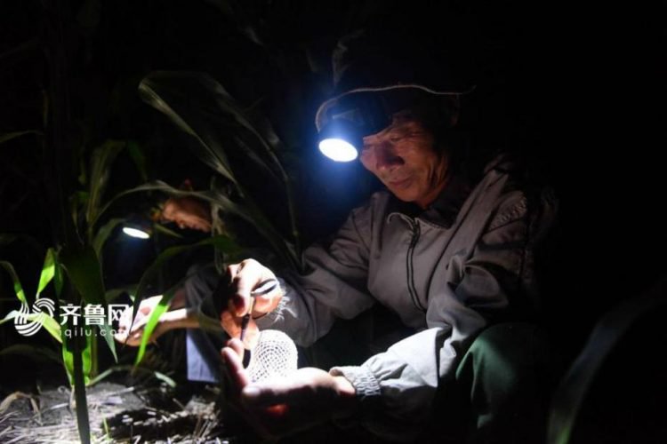 Thị trấn duy nhất trên thế giới những con dế còn đắt hơn vàng - Ảnh 2. Thị trấn duy nhất trên thế giới những con dế còn đắt hơn vàng - Ảnh 2.