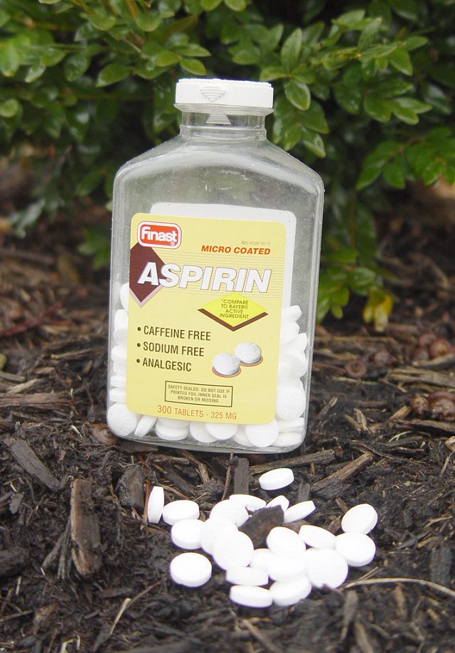 Bạn sẽ vô cùng bất ngờ khi biết rằng, thuốc Aspirin có thể là “thần dược” giúp khu vườn xanh tốt - Ảnh 1.