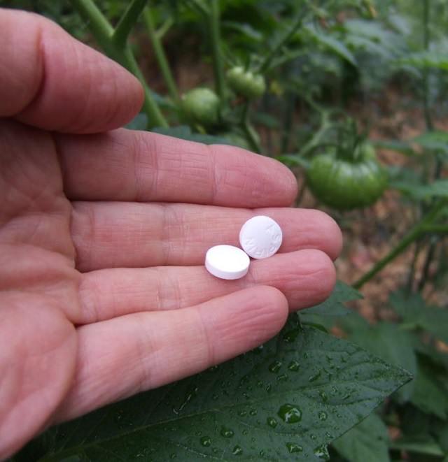 Bạn sẽ vô cùng bất ngờ khi biết rằng, thuốc Aspirin có thể là “thần dược” giúp khu vườn xanh tốt - Ảnh 4.
