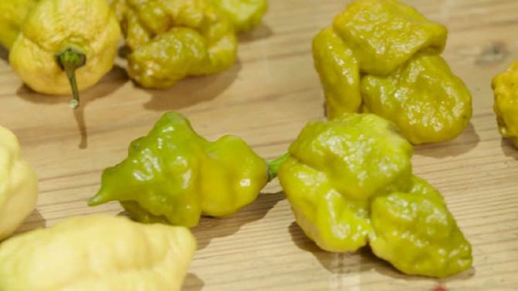 Có một loại ớt xấu ơi là xấu nhưng cay gấp 1.000 lần ớt thường và có khả năng... lấy mạng người - Ảnh 1. Có một loại ớt xấu ơi là xấu nhưng cay gấp 1.000 lần ớt thường và có khả năng... lấy mạng người - Ảnh 1.