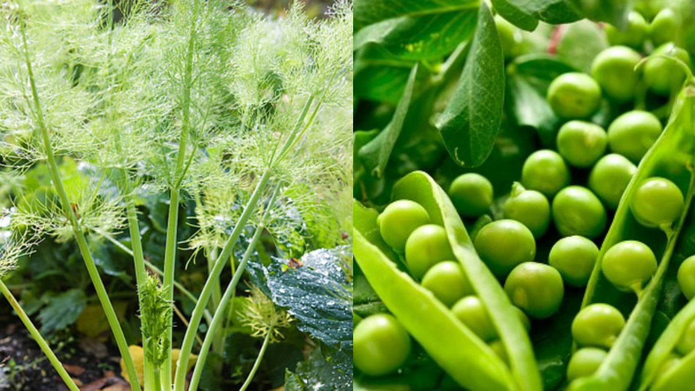 Thuộc lòng lịch trồng rau trong năm, trồng đâu thắng đó, rau sạch ê hề ăn cả năm không hết - Ảnh 10. Thuộc lòng lịch trồng rau trong năm, trồng đâu thắng đó, rau sạch ê hề ăn cả năm không hết - Ảnh 10.