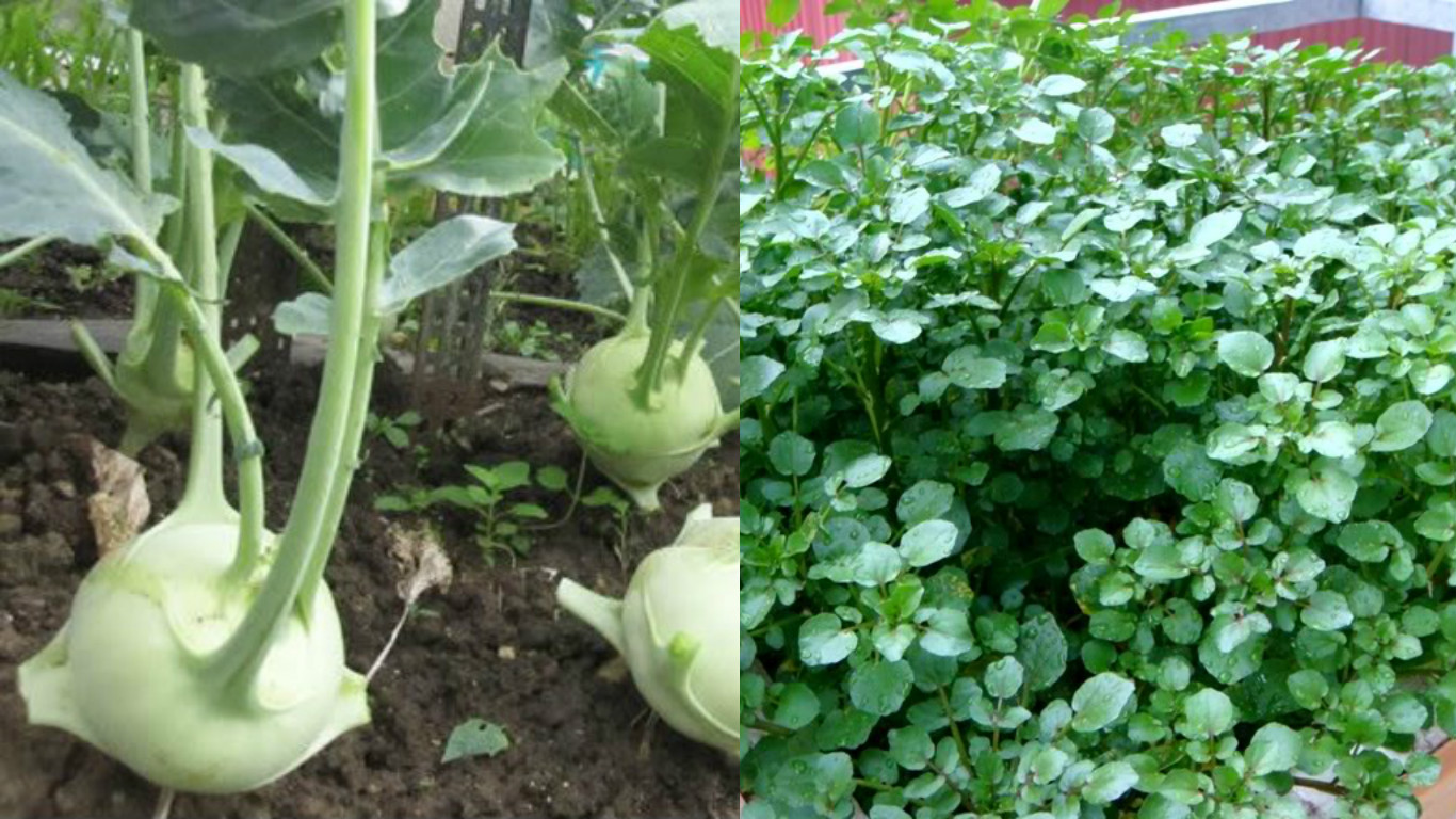 Thuộc lòng lịch trồng rau trong năm, trồng đâu thắng đó, rau sạch ê hề ăn cả năm không hết - Ảnh 11. Thuộc lòng lịch trồng rau trong năm, trồng đâu thắng đó, rau sạch ê hề ăn cả năm không hết - Ảnh 11.