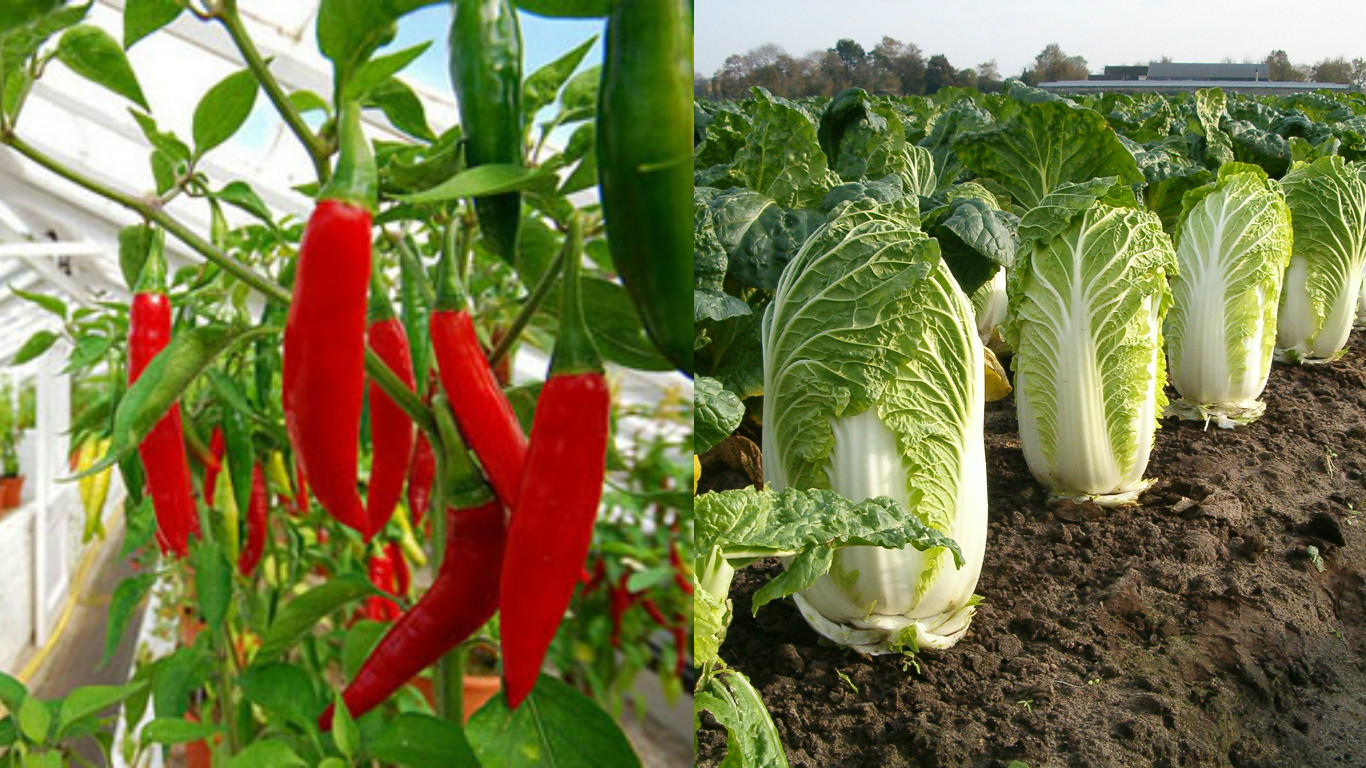 Thuộc lòng lịch trồng rau trong năm, trồng đâu thắng đó, rau sạch ê hề ăn cả năm không hết - Ảnh 12. Thuộc lòng lịch trồng rau trong năm, trồng đâu thắng đó, rau sạch ê hề ăn cả năm không hết - Ảnh 12.