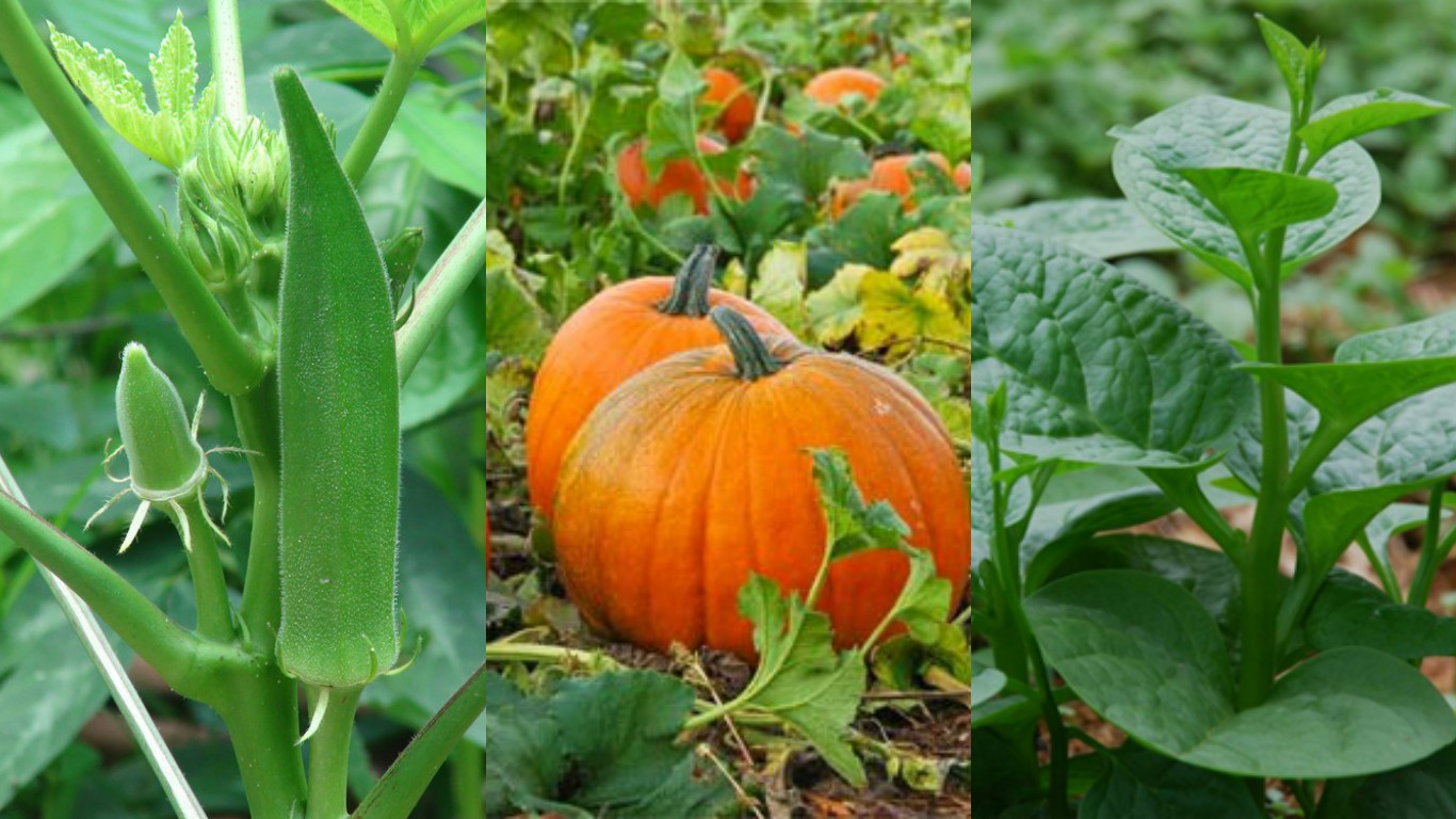 Thuộc lòng lịch trồng rau trong năm, trồng đâu thắng đó, rau sạch ê hề ăn cả năm không hết - Ảnh 2. Thuộc lòng lịch trồng rau trong năm, trồng đâu thắng đó, rau sạch ê hề ăn cả năm không hết - Ảnh 2.