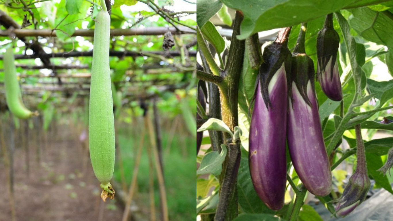 Thuộc lòng lịch trồng rau trong năm, trồng đâu thắng đó, rau sạch ê hề ăn cả năm không hết - Ảnh 3. Thuộc lòng lịch trồng rau trong năm, trồng đâu thắng đó, rau sạch ê hề ăn cả năm không hết - Ảnh 3.