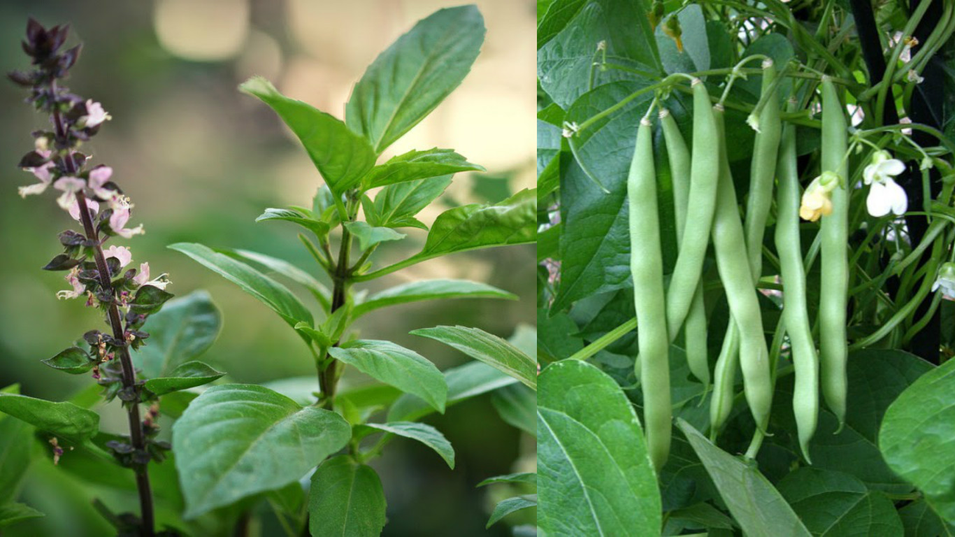 Thuộc lòng lịch trồng rau trong năm, trồng đâu thắng đó, rau sạch ê hề ăn cả năm không hết - Ảnh 5. Thuộc lòng lịch trồng rau trong năm, trồng đâu thắng đó, rau sạch ê hề ăn cả năm không hết - Ảnh 5.