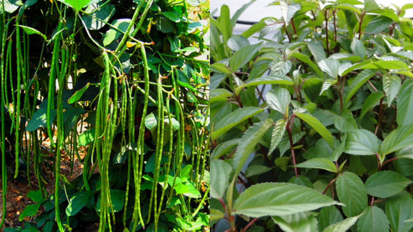 Thuộc lòng lịch trồng rau trong năm, trồng đâu thắng đó, rau sạch ê hề ăn cả năm không hết - Ảnh 6. Thuộc lòng lịch trồng rau trong năm, trồng đâu thắng đó, rau sạch ê hề ăn cả năm không hết - Ảnh 6.