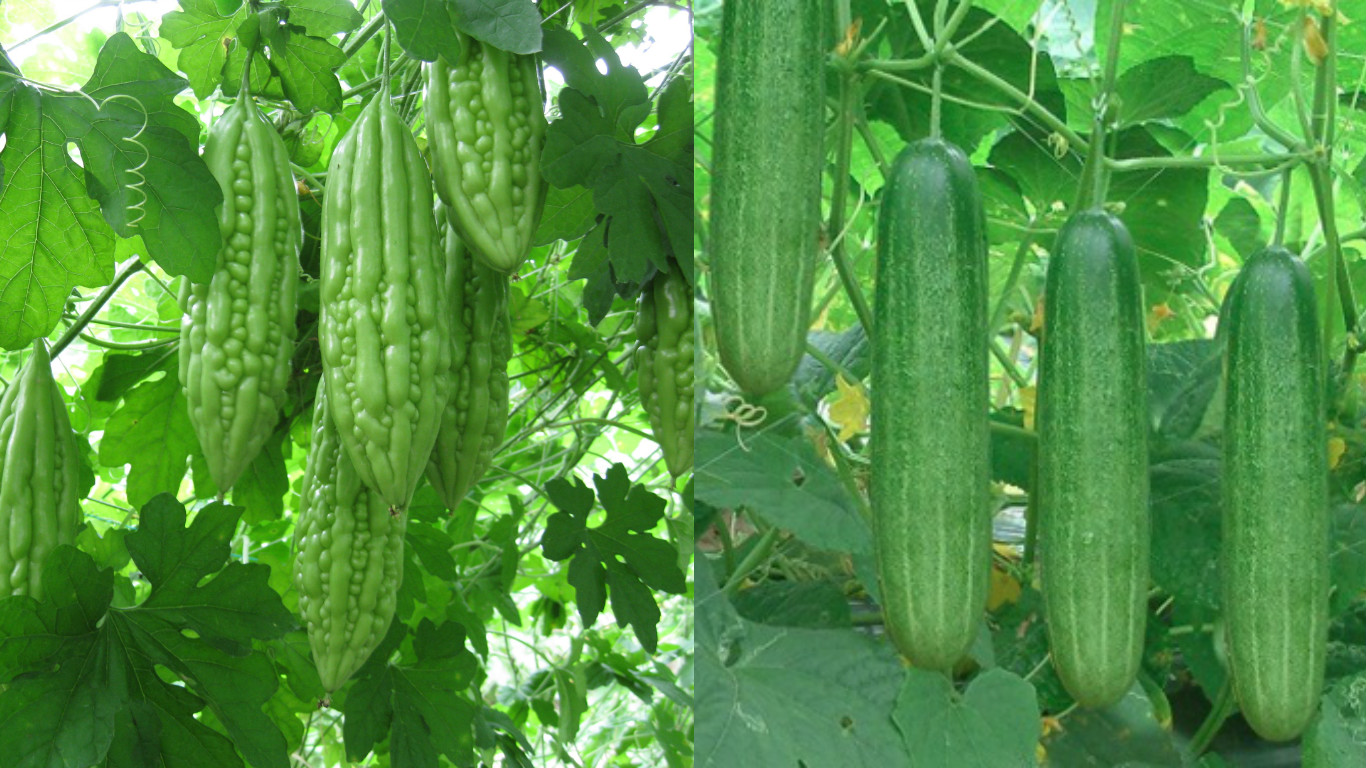 Thuộc lòng lịch trồng rau trong năm, trồng đâu thắng đó, rau sạch ê hề ăn cả năm không hết - Ảnh 7. Thuộc lòng lịch trồng rau trong năm, trồng đâu thắng đó, rau sạch ê hề ăn cả năm không hết - Ảnh 7.