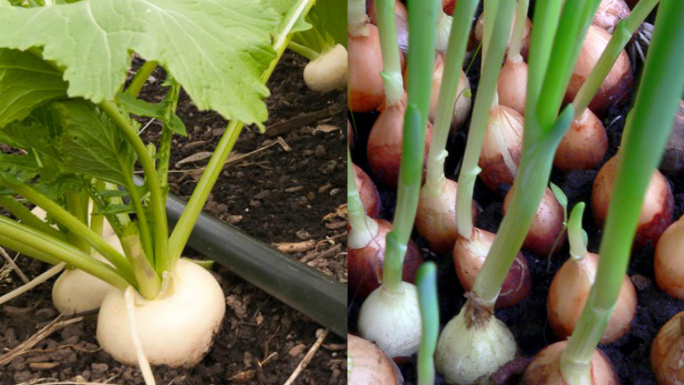 Thuộc lòng lịch trồng rau trong năm, trồng đâu thắng đó, rau sạch ê hề ăn cả năm không hết - Ảnh 8. Thuộc lòng lịch trồng rau trong năm, trồng đâu thắng đó, rau sạch ê hề ăn cả năm không hết - Ảnh 8.