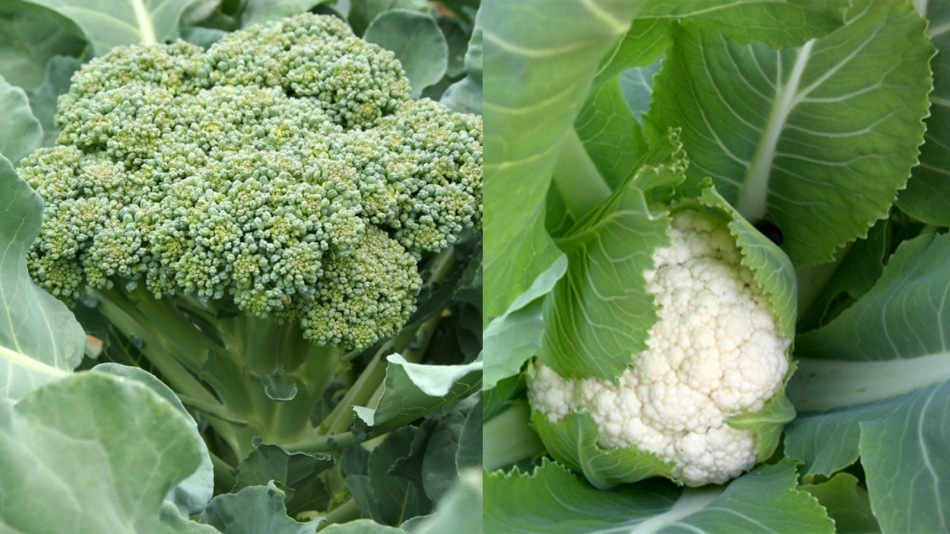 Thuộc lòng lịch trồng rau trong năm, trồng đâu thắng đó, rau sạch ê hề ăn cả năm không hết - Ảnh 9. Thuộc lòng lịch trồng rau trong năm, trồng đâu thắng đó, rau sạch ê hề ăn cả năm không hết - Ảnh 9.