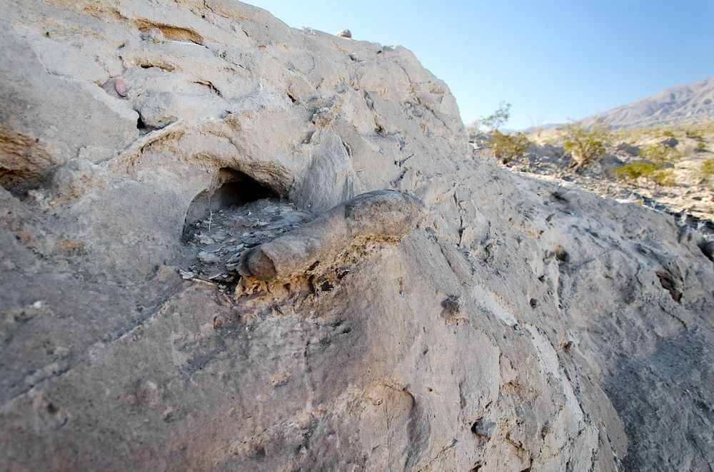 Loài cá kỳ lạ có thể sống trên cạn cả năm mà không chết - Ảnh 1. Loài cá kỳ lạ có thể sống trên cạn cả năm mà không chết - Ảnh 1.