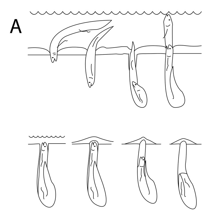 Loài cá kỳ lạ có thể sống trên cạn cả năm mà không chết - Ảnh 4. Loài cá kỳ lạ có thể sống trên cạn cả năm mà không chết - Ảnh 4.